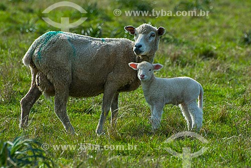  Raising sheep  - Masoller District - Rivera Department - Uruguay