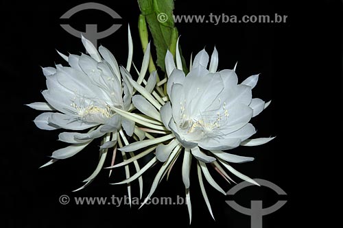  Moonflower (Epiphyllum oxypetalum)  - Rio de Janeiro city - Rio de Janeiro state (RJ) - Brazil