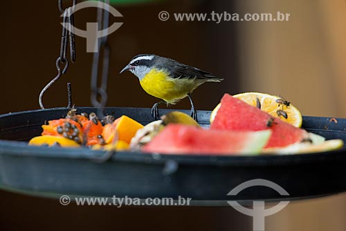  Bananaquit (Coereba flaveola) in feeder fruit - Itatiaia National Park  - Itatiaia city - Rio de Janeiro state (RJ) - Brazil