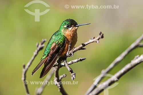  Hummingbird - Itatiaia National Park  - Itatiaia city - Rio de Janeiro state (RJ) - Brazil