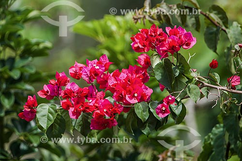  Bougainvillea Flowers - Itatiaia National Park  - Itatiaia city - Rio de Janeiro state (RJ) - Brazil