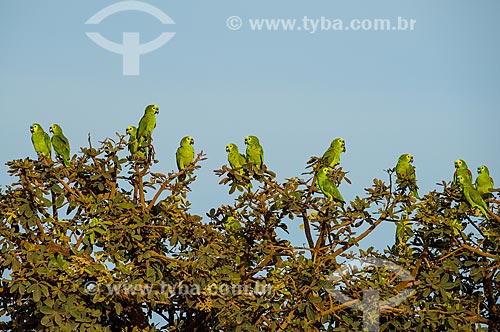  Parrots bunch (Amazona aestiva) perched - Emas National Park  - Mineiros city - Goias state (GO) - Brazil