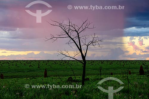  Rain near of termite mounds - Emas National Park  - Mineiros city - Goias state (GO) - Brazil