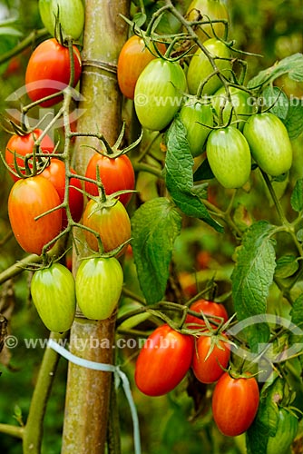  Tomato - Vale das Palmeiras Farm  - Teresopolis city - Rio de Janeiro state (RJ) - Brazil