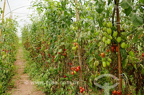  Tomato - Vale das Palmeiras Farm  - Teresopolis city - Rio de Janeiro state (RJ) - Brazil