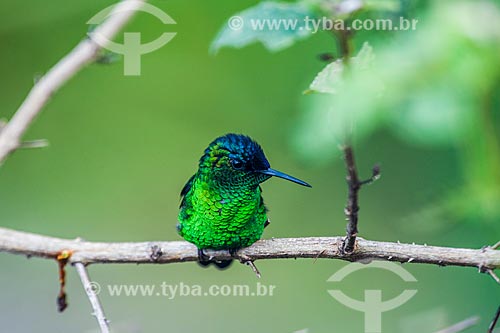  Detail of Violet-capped Woodnymph (Thalurania glaucopis) - Itatiaia National Park  - Itatiaia city - Rio de Janeiro state (RJ) - Brazil