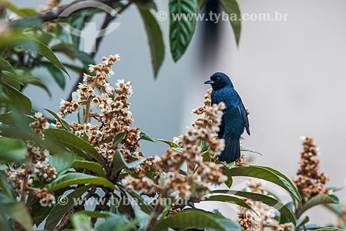  Detail of Ruby-crowned Tanager (Tachyphonus coronatus) - Itatiaia National Park  - Itatiaia city - Rio de Janeiro state (RJ) - Brazil