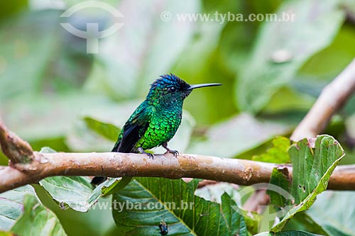  Detail of Violet-capped Woodnymph (Thalurania glaucopis) - Itatiaia National Park  - Itatiaia city - Rio de Janeiro state (RJ) - Brazil