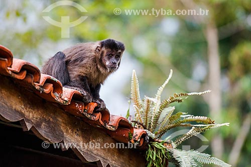  Black capuchin (Sapajus nigritus) - Itatiaia National Park  - Itatiaia city - Rio de Janeiro state (RJ) - Brazil