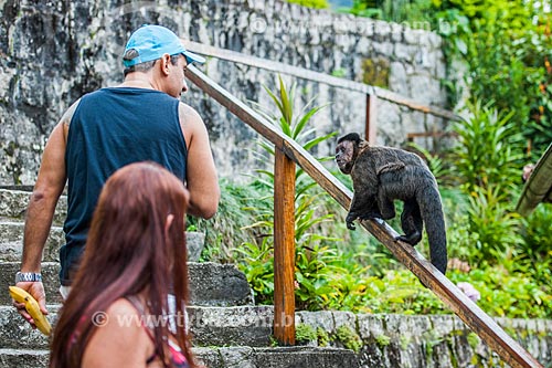  Tourists observing a black capuchin (Sapajus nigritus) - Itatiaia National Park  - Itatiaia city - Rio de Janeiro state (RJ) - Brazil