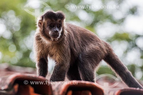  Black capuchin (Sapajus nigritus) - Itatiaia National Park  - Itatiaia city - Rio de Janeiro state (RJ) - Brazil