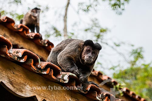  Black capuchin (Sapajus nigritus) - Itatiaia National Park  - Itatiaia city - Rio de Janeiro state (RJ) - Brazil