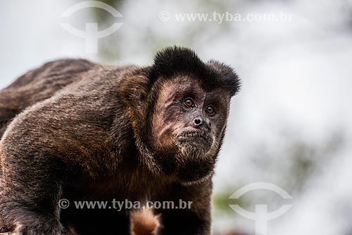  Black capuchin (Sapajus nigritus) - Itatiaia National Park  - Itatiaia city - Rio de Janeiro state (RJ) - Brazil