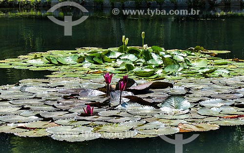  Flowers - victorias regia (Victoria amazonica) - also known as Amazon Water Lily or Giant Water Lily - Botanical Garden of Rio de Janeiro  - Rio de Janeiro city - Rio de Janeiro state (RJ) - Brazil