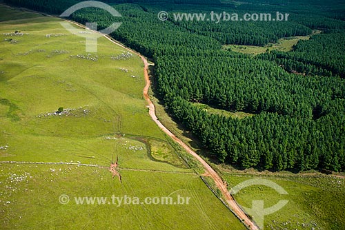  Aerial photo of reforestation area using eucalyptus - Campos de Cima da Serra  - Cambara do Sul city - Rio Grande do Sul state (RS) - Brazil