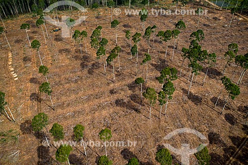  Aerial photo of reforestation area using eucalyptus - Campos de Cima da Serra  - Cambara do Sul city - Rio Grande do Sul state (RS) - Brazil