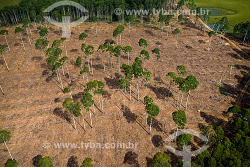  Aerial photo of reforestation area using eucalyptus - Campos de Cima da Serra  - Cambara do Sul city - Rio Grande do Sul state (RS) - Brazil