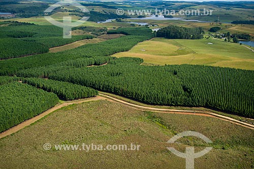  Aerial photo of reforestation area using eucalyptus - Campos de Cima da Serra  - Cambara do Sul city - Rio Grande do Sul state (RS) - Brazil