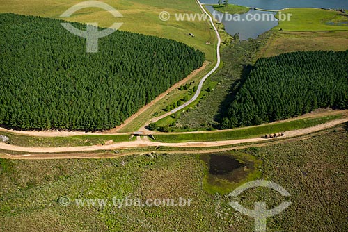  Aerial photo of reforestation area using eucalyptus - Campos de Cima da Serra  - Cambara do Sul city - Rio Grande do Sul state (RS) - Brazil