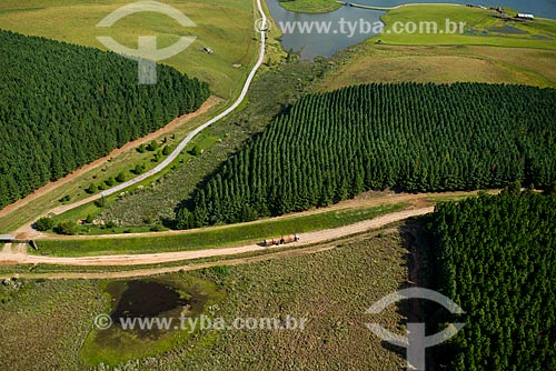  Aerial photo of reforestation area using eucalyptus - Campos de Cima da Serra  - Cambara do Sul city - Rio Grande do Sul state (RS) - Brazil