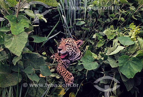  Puppy of jaguar (Panthera onca) approximately 4 months  - Brazil