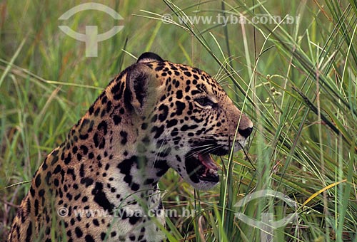  Detail of Jaguar (Panthera onca)  - Brazil