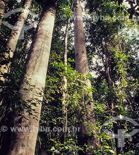  Tree from Atlantic Rainforest  - Brazil