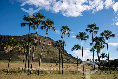  Buritis (Mauritia flexuosa) - Maytrea Garden with the Buracao Mountain in the background  - Alto Paraiso de Goias city - Goias state (GO) - Brazil