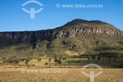  Buritis (Mauritia flexuosa) - Maytrea Garden with the Buracao Mountain in the background  - Alto Paraiso de Goias city - Goias state (GO) - Brazil