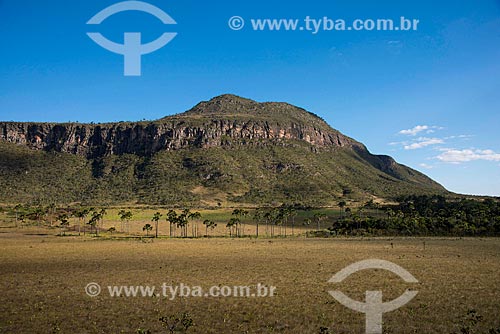  Buritis (Mauritia flexuosa) - Maytrea Garden with the Buracao Mountain in the background  - Alto Paraiso de Goias city - Goias state (GO) - Brazil