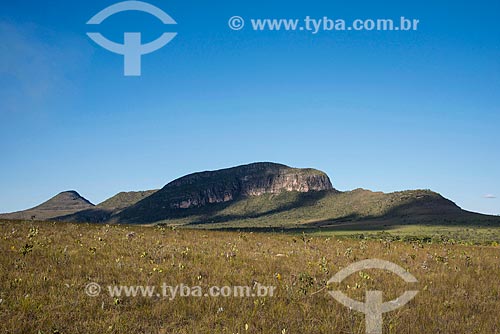  Buritis (Mauritia flexuosa) - Maytrea Garden - Chapada dos Veadeiros National Park  - Alto Paraiso de Goias city - Goias state (GO) - Brazil