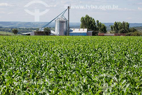  Corn plantation - BR-414 highway - near to Abadiania city  - Abadiania city - Goias state (GO) - Brazil