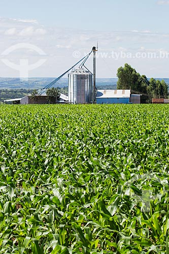  Corn plantation - BR-414 highway - near to Abadiania city  - Abadiania city - Goias state (GO) - Brazil