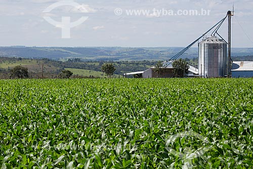  Corn plantation - BR-414 highway - near to Abadiania city  - Abadiania city - Goias state (GO) - Brazil