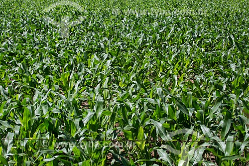  Detail of corn plantation - BR-414 highway - near to Abadiania city  - Abadiania city - Goias state (GO) - Brazil
