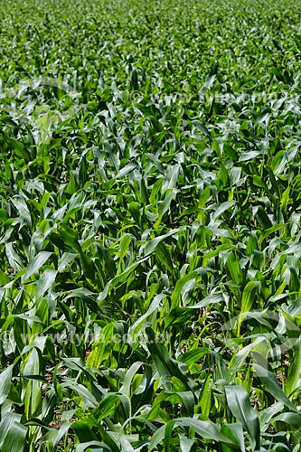  Detail of corn plantation - BR-414 highway - near to Abadiania city  - Abadiania city - Goias state (GO) - Brazil