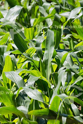  Detail of corn plantation - BR-414 highway - near to Abadiania city  - Abadiania city - Goias state (GO) - Brazil