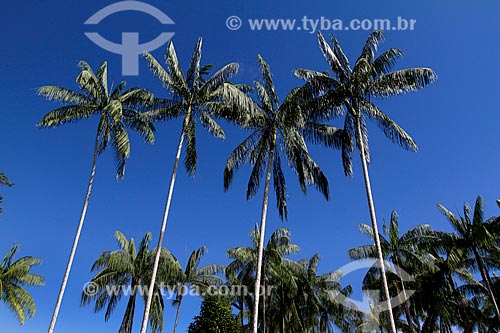  Palms  - Anama city - Amazonas state (AM) - Brazil