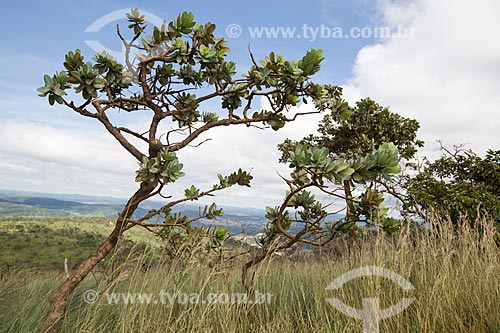  Typical vegetation of cerrado - Serra dos Pireneus State Park  - Pirenopolis city - Goias state (GO) - Brazil