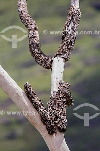  Detail of dry tree and shelled - Serra dos Pireneus State Park  - Pirenopolis city - Goias state (GO) - Brazil