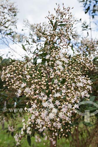  Detail of flowers - Serra dos Pireneus State Park  - Pirenopolis city - Goias state (GO) - Brazil