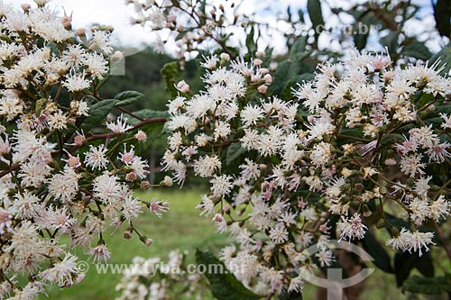  Detail of flowers - Serra dos Pireneus State Park  - Pirenopolis city - Goias state (GO) - Brazil