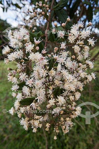  Detail of flowers - Serra dos Pireneus State Park  - Pirenopolis city - Goias state (GO) - Brazil