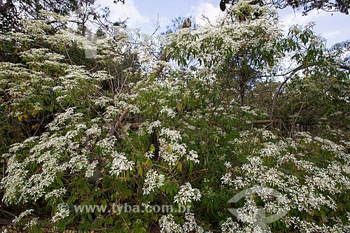  Detail of flowers - Serra dos Pireneus State Park  - Pirenopolis city - Goias state (GO) - Brazil