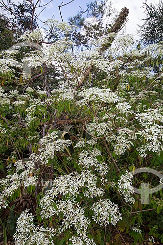  Detail of flowers - Serra dos Pireneus State Park  - Pirenopolis city - Goias state (GO) - Brazil