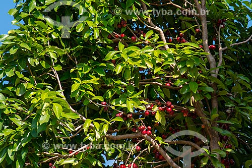  Jambo still at jambo tree (Syzygium jambos)  - Santarem city - Para state (PA) - Brazil