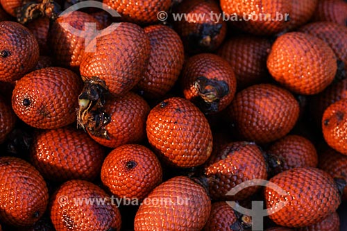  Fruit of buriti  - Manaus city - Amazonas state (AM) - Brazil