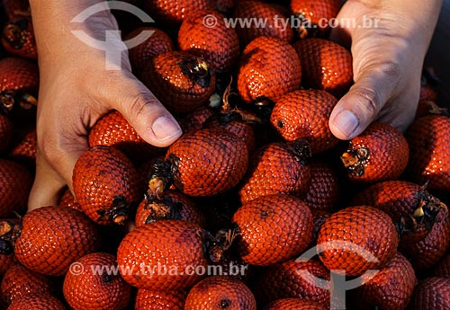  Fruit of buriti  - Manaus city - Amazonas state (AM) - Brazil