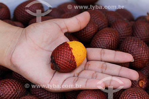  Fruit of buriti  - Manaus city - Amazonas state (AM) - Brazil