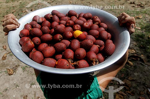  Fruit of buriti  - Manaus city - Amazonas state (AM) - Brazil